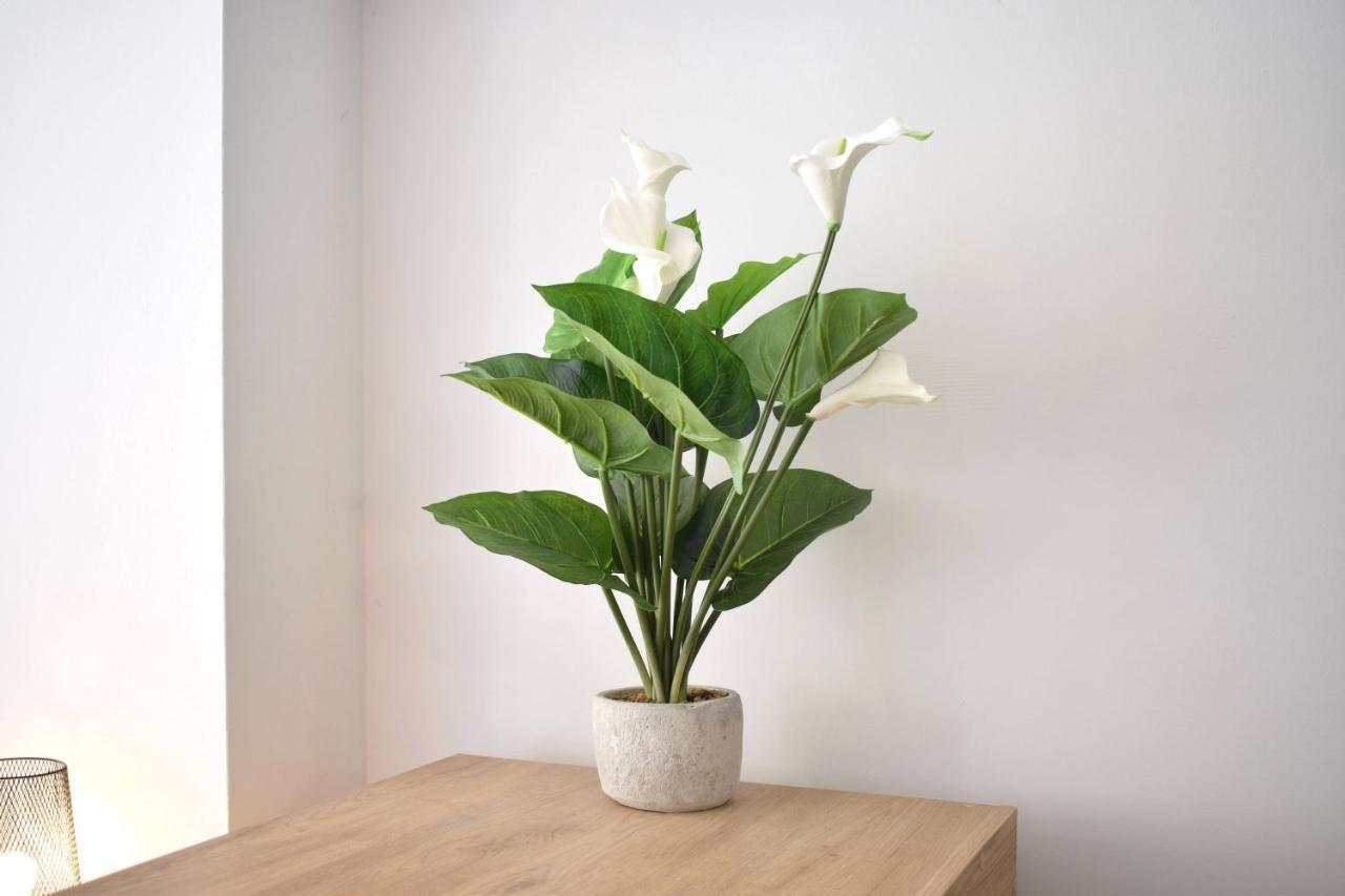 Aloe Studio Apartment *